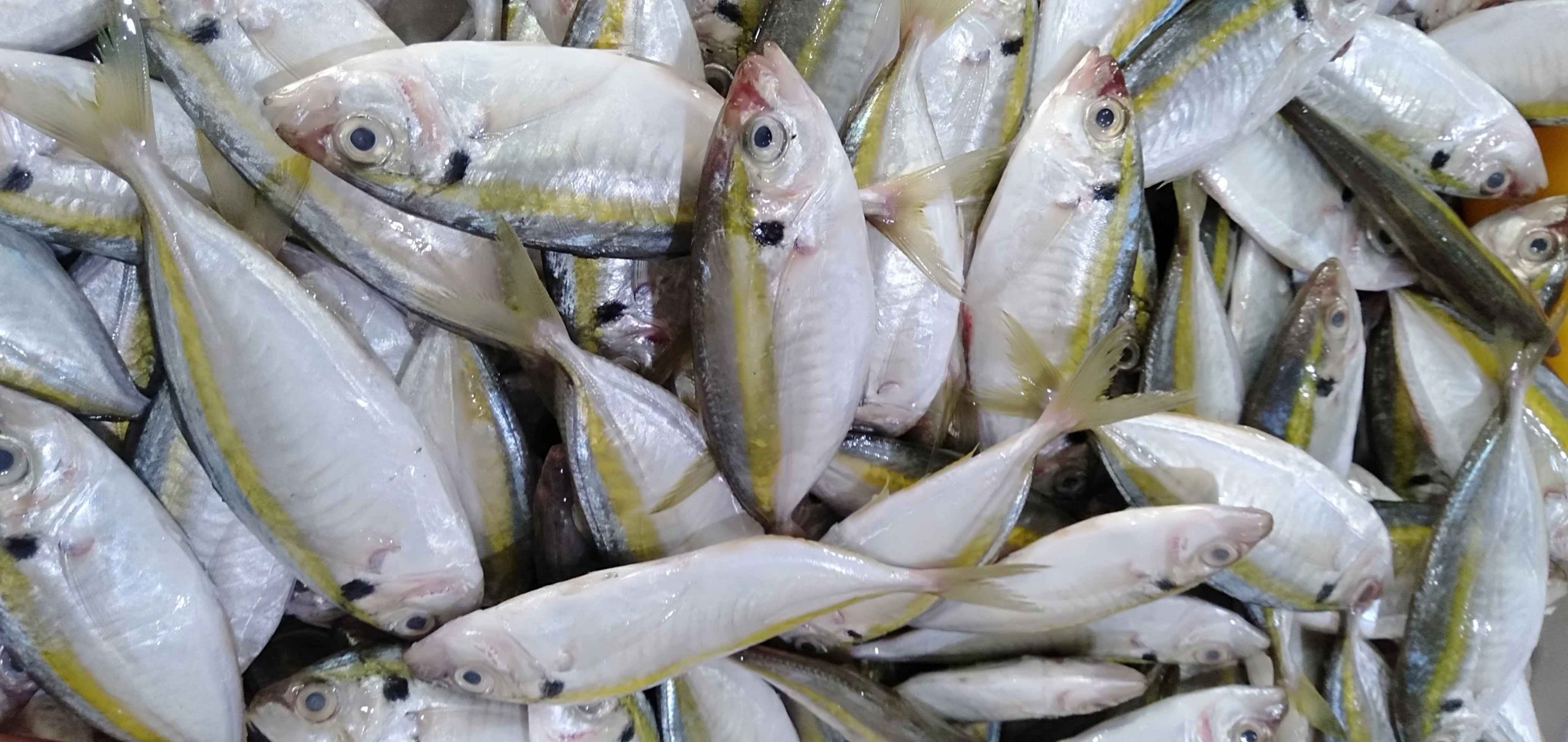 06. FROZEN YELLOWSTRIPE TREVALLY WR (1)