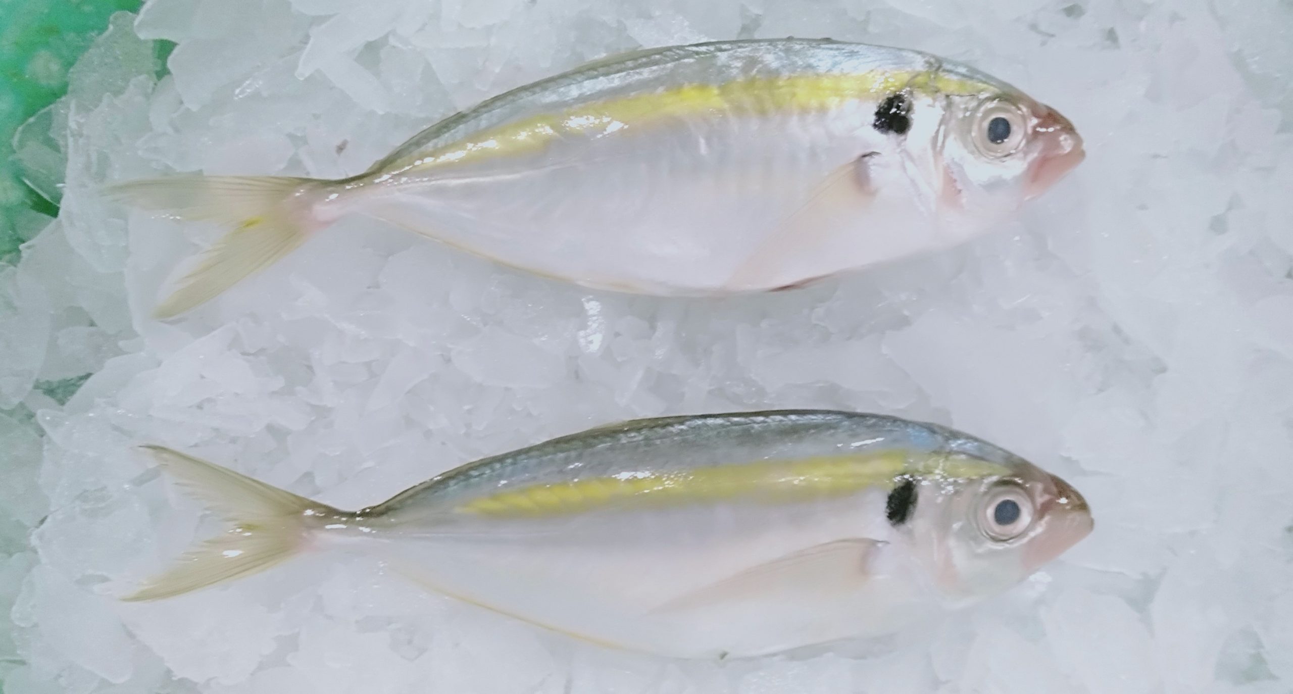 06. FROZEN YELLOWSTRIPE TREVALLY WR (7)