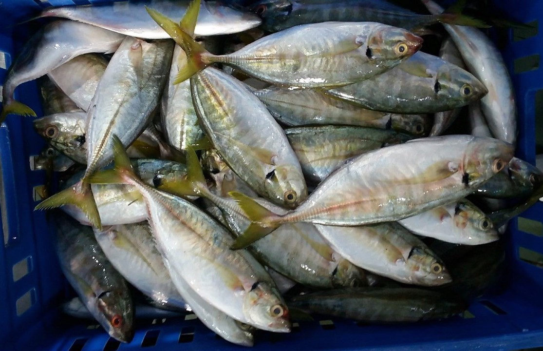 07. FROZEN YELLOWTAID SCAD WR (7)