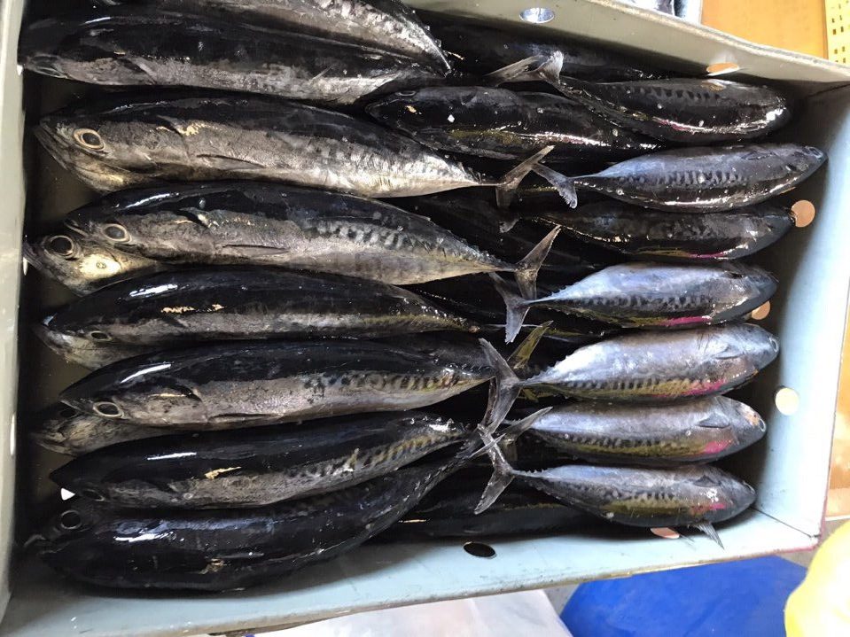 12. Bonito (2)