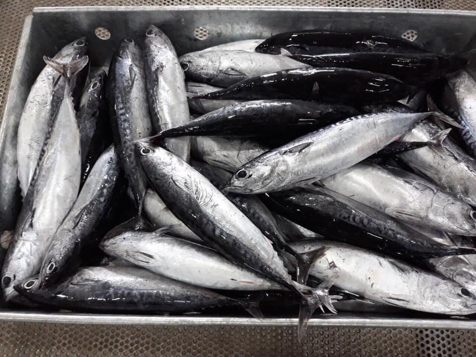 Bullet Tuna