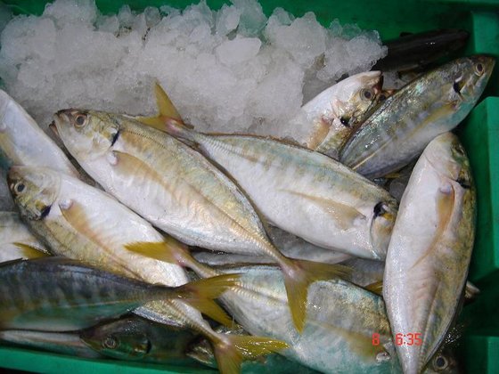 Frozen-Yellow-Tail-Scad-Whole-Round