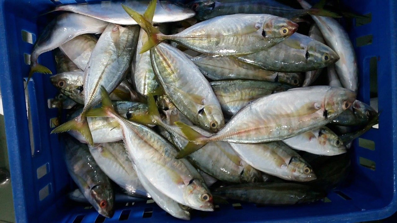 YELLOW TAIL SCAD