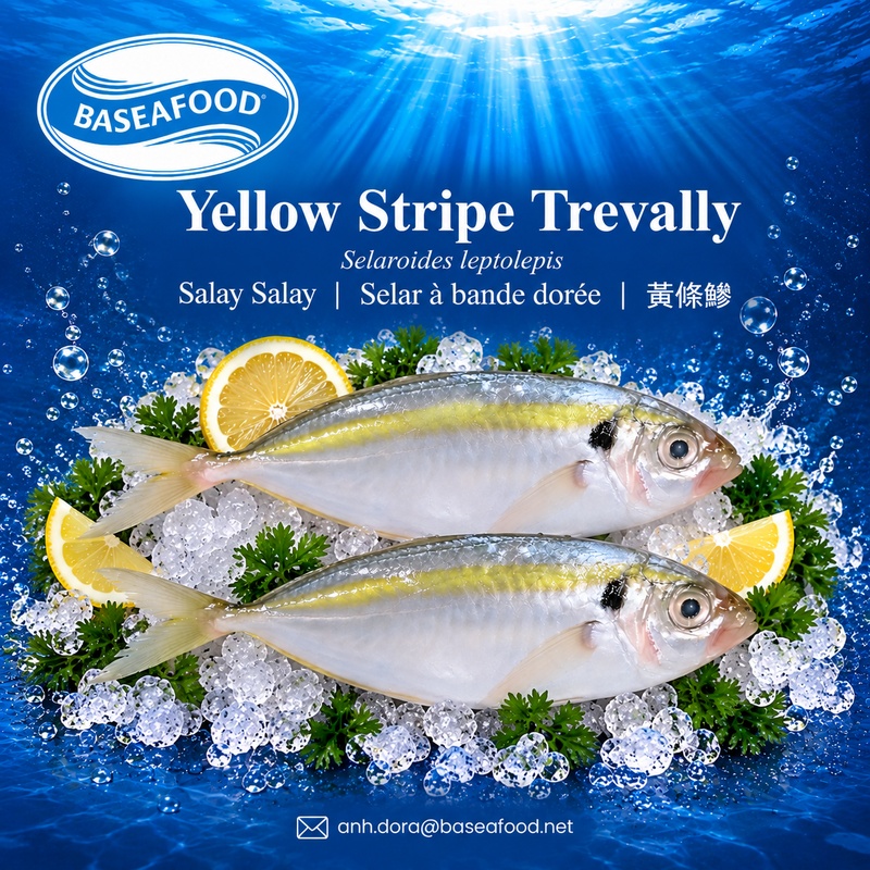 Yellow_Stripe_Trevally_original_style_under_500KB