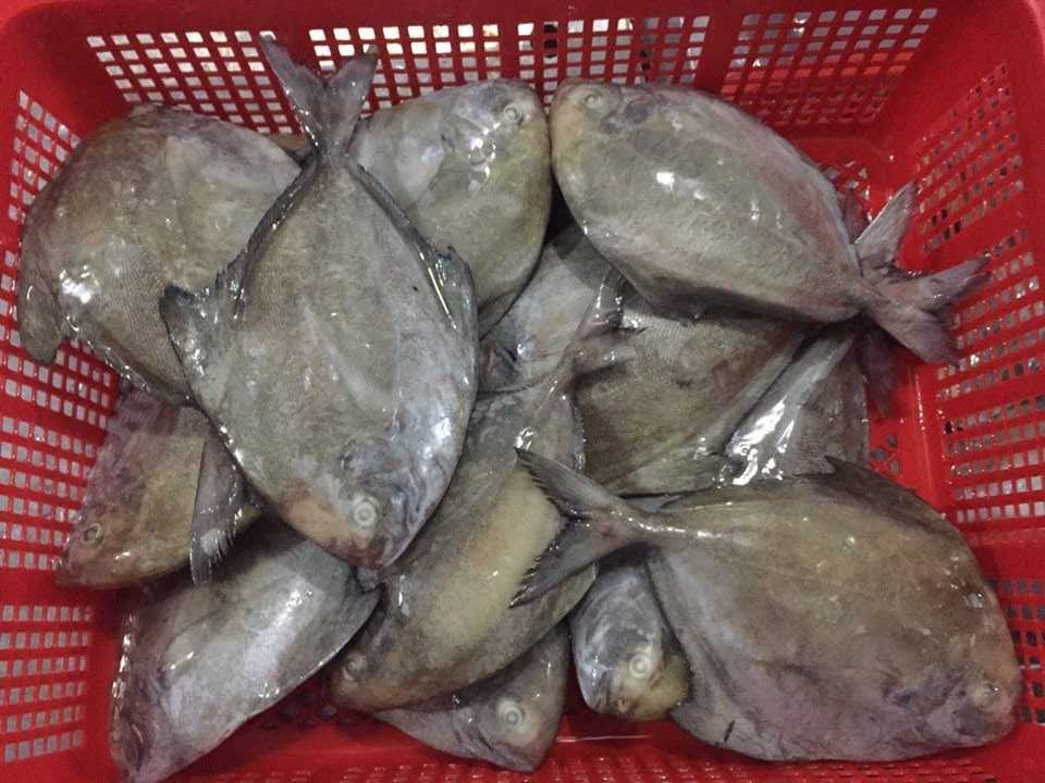 black-pomfret-03