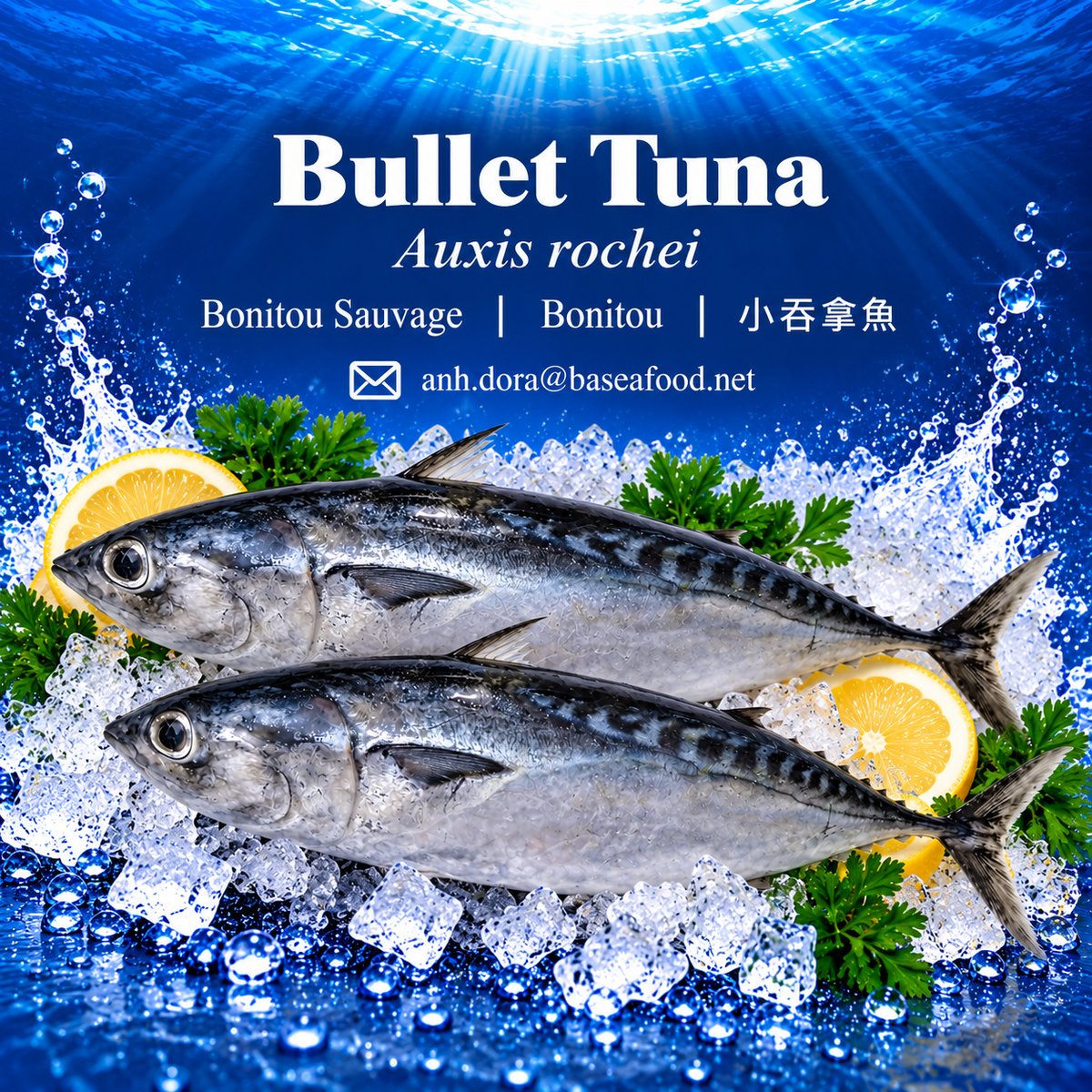 bullet_tuna_2_fish_under_500kb