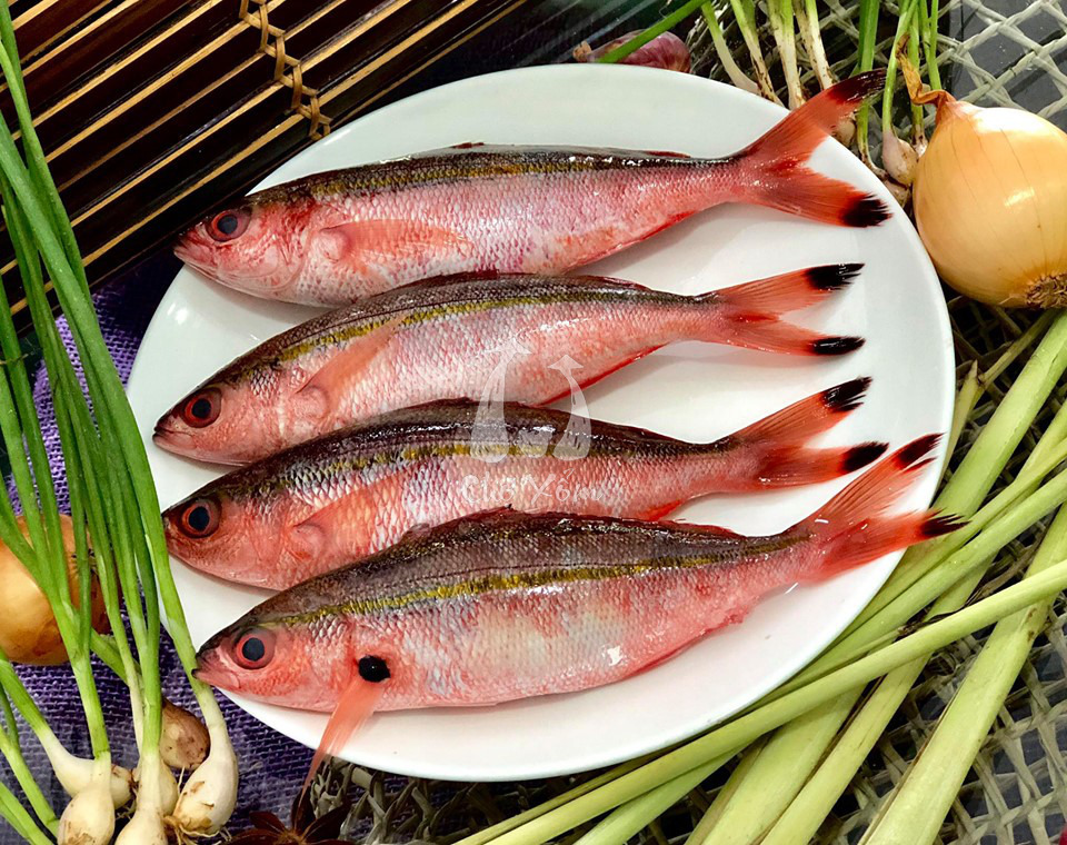 cá miền