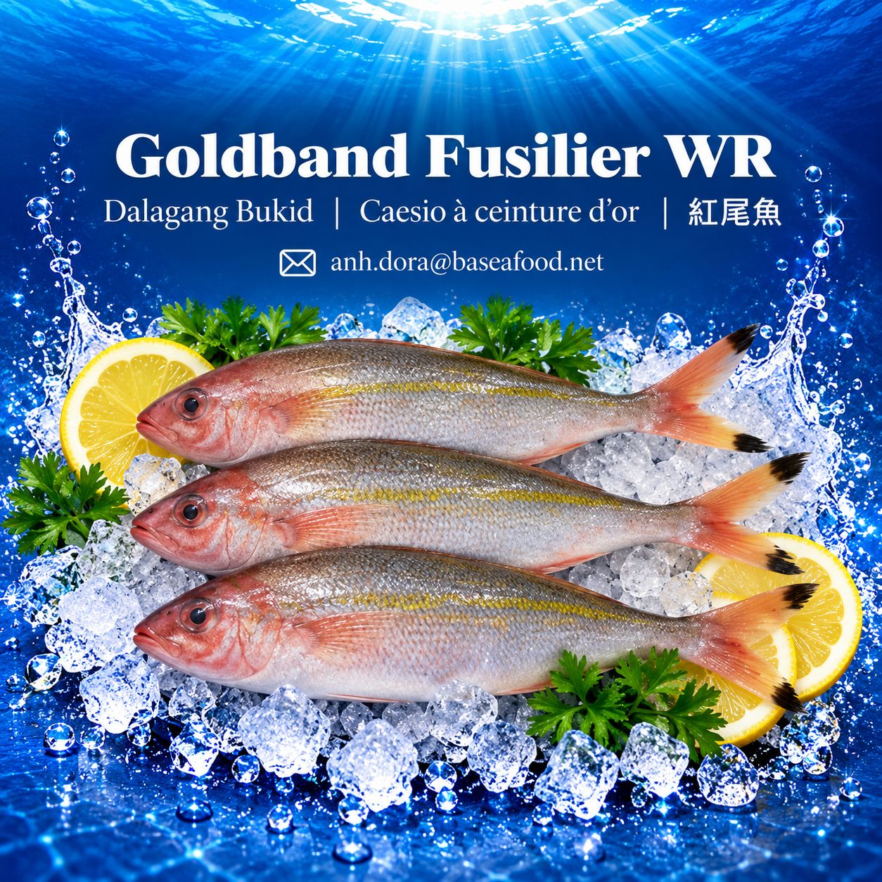 goldband_fusilier_under_500kb