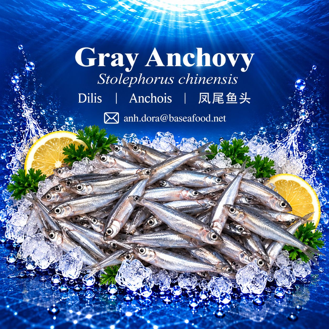 2. gray_anchovy_under_500kb