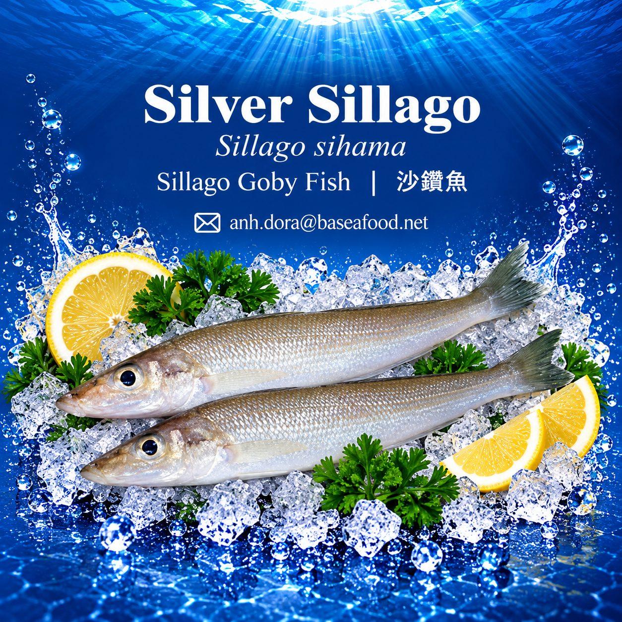 5. silver_sillago_under_500kb_final