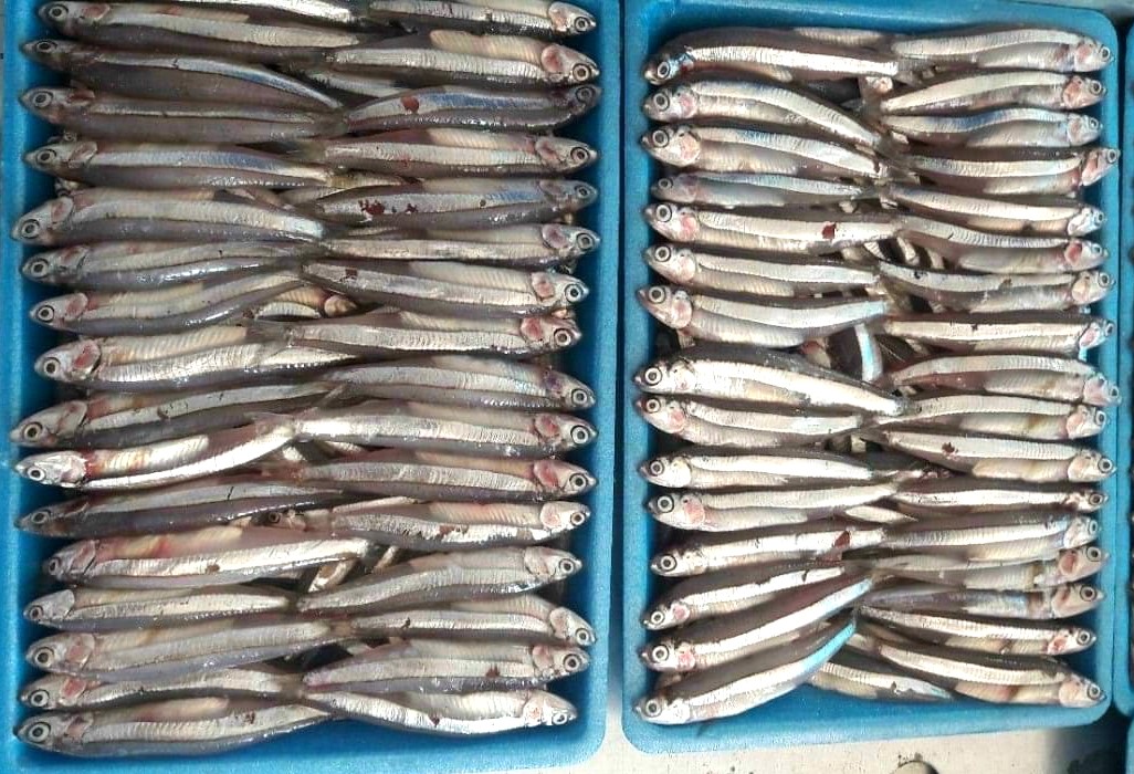 GREY ANCHOVY (2)