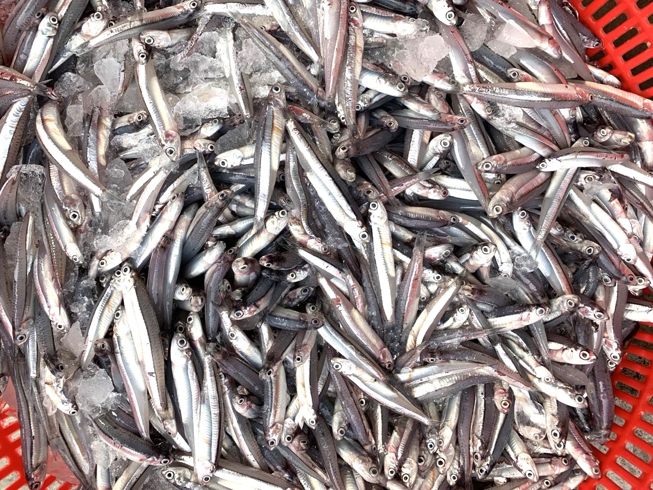 GREY ANCHOVY